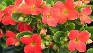 Kalanchoe krónikus prosztatagyulladás kezelésére