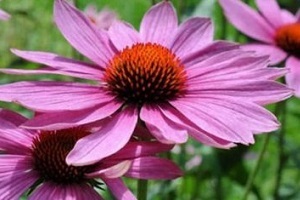 echinacea juice a prosztatagyulladás kezelésére